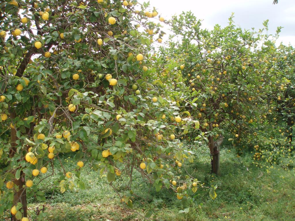 Il Giardino Di Sicilia Case Monterosso